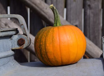 Yellow Squash